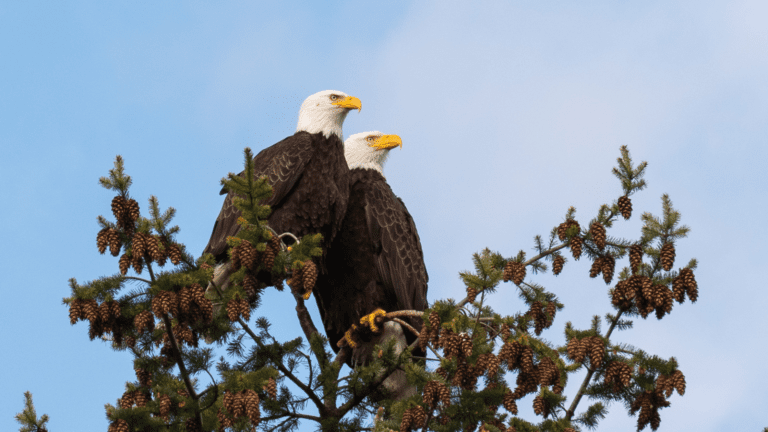 Eagles on Lake Sammamish
