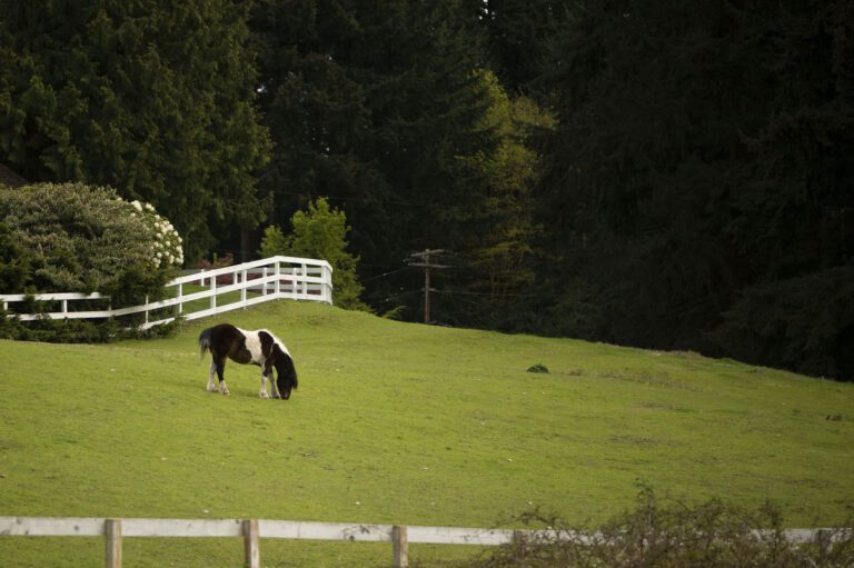 Bridle Trails homes with acreage for horses
